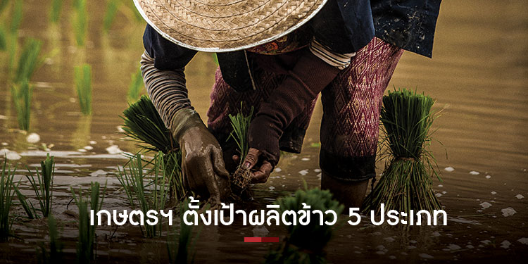 กระทรวงเกษตรและสหกรณ์ ตั้งเป้าเน้นผลิตข้าว 5 ประเภท ให้สอดคล้องตลาด